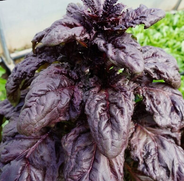 Sarkanais salātlapu baziliks